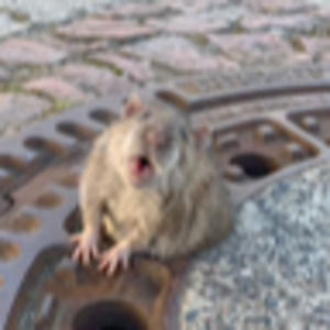 Meet your Posher, Sawyer